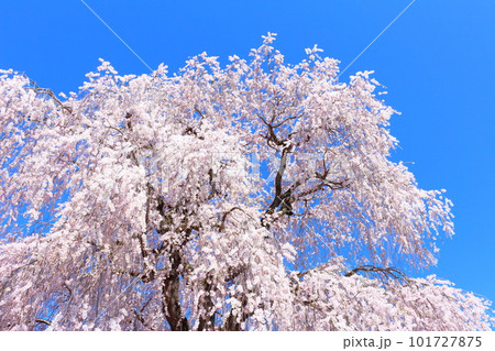 高山村の桜 信州の桜 花と植物が織りなす色紙 高山村の桜 信州の桜 花と植物が織りなす色紙 101727875