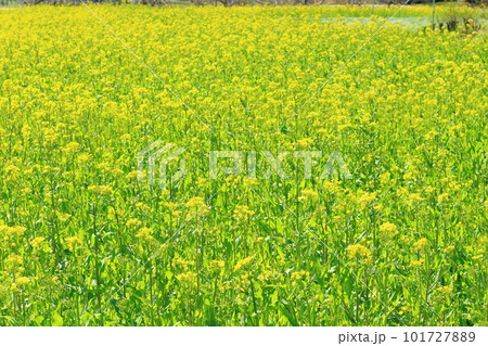 高山村の桜　　信州の桜　　花と植物が織りなす色紙　 101727889