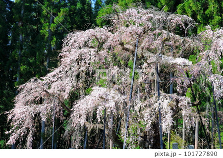 高山村の桜　　信州の桜　　花と植物が織りなす色紙　 101727890