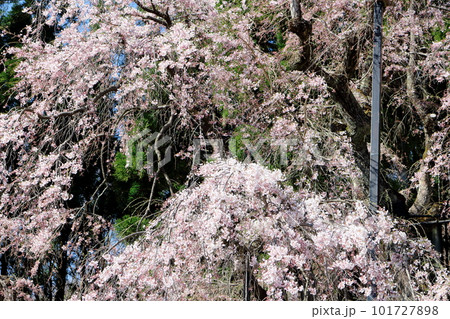 高山村の桜 信州の桜 花と植物が織りなす色紙 高山村の桜 信州の桜 花と植物が織りなす色紙 101727898