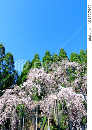 高山村の桜 信州の桜 花と植物が織りなす色紙 高山村の桜 信州の桜 花と植物が織りなす色紙 101727906