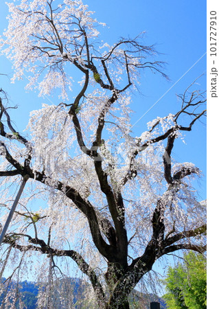 高山村の桜　　信州の桜　　花と植物が織りなす色紙　 101727910