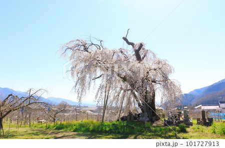高山村の桜　　信州の桜　　花と植物が織りなす色紙　 101727913