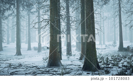 Tall trees in snow caps and in fog 101728083