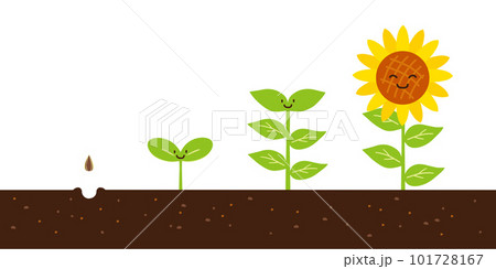 ひまわりの背長過程 タネから花へ ひまわりの背長過程 タネから花へ 101728167