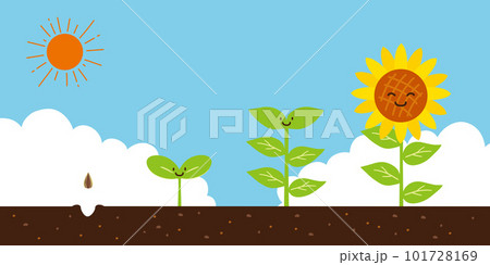 ひまわりの背長過程　タネから花へ 101728169