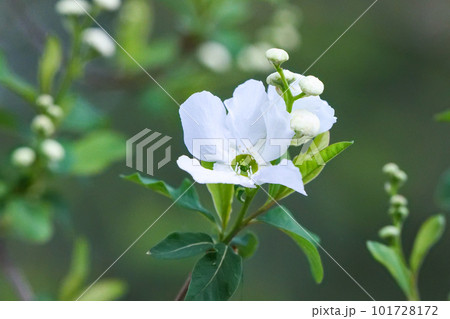 岩手大学農学部の校内に咲くバイカウツギの白い花 岩手大学農学部の校内に咲くバイカウツギの白い花 101728172