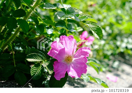 ハマナスの花 101728319