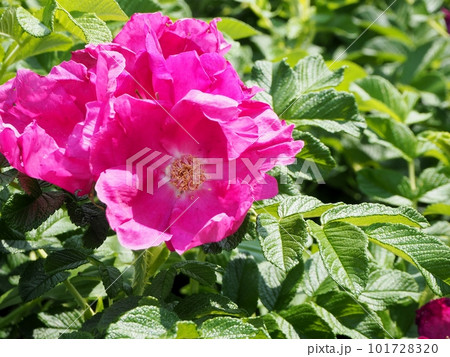 ハマナスの花 ハマナスの花 101728320