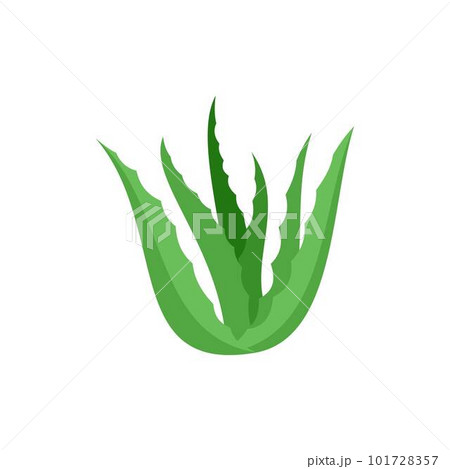 Green aloe vera icon. Flat illustration of green aloe vera vector icon for web isolated on white 101728357