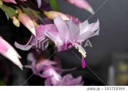 ピンク色のシャコバサボテンの花 ピンク色のシャコバサボテンの花 101728364