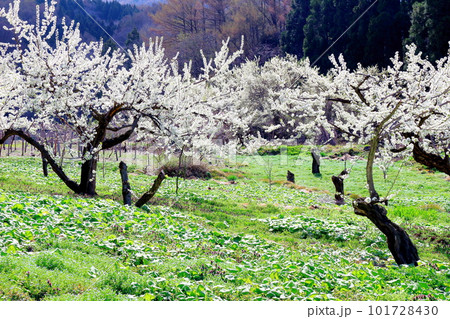 見晴らし農道 花と植物が織りなす色紙 見晴らし農道 花と植物が織りなす色紙 101728430