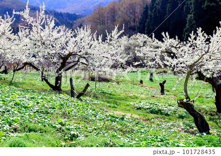 見晴らし農道　　　花と植物が織りなす色紙　 101728435