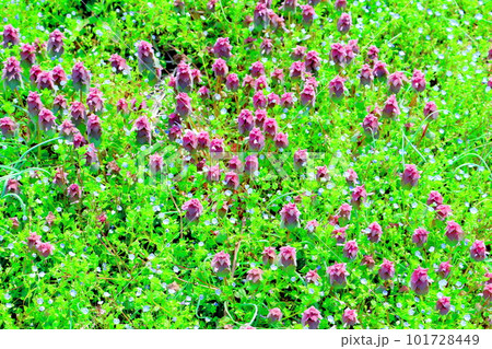 見晴らし農道　　　花と植物が織りなす色紙　 101728449
