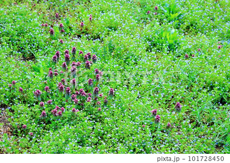 見晴らし農道 花と植物が織りなす色紙 見晴らし農道 花と植物が織りなす色紙 101728450