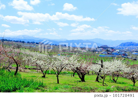 見晴らし農道　　　花と植物が織りなす色紙　 101728491