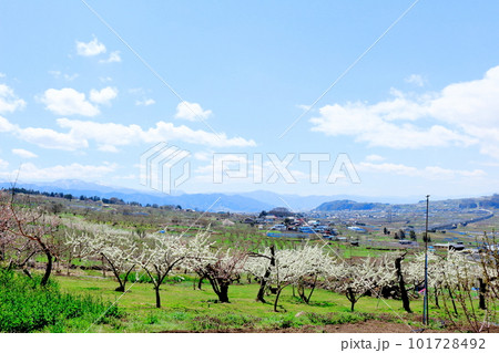 見晴らし農道 花と植物が織りなす色紙 見晴らし農道 花と植物が織りなす色紙 101728492