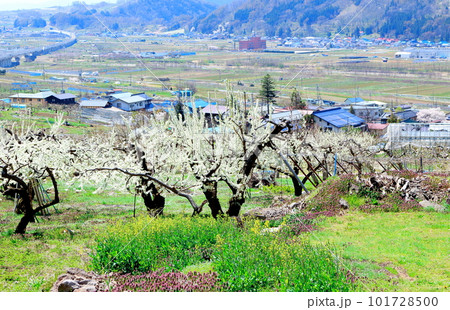 見晴らし農道　　　花と植物が織りなす色紙　 101728500
