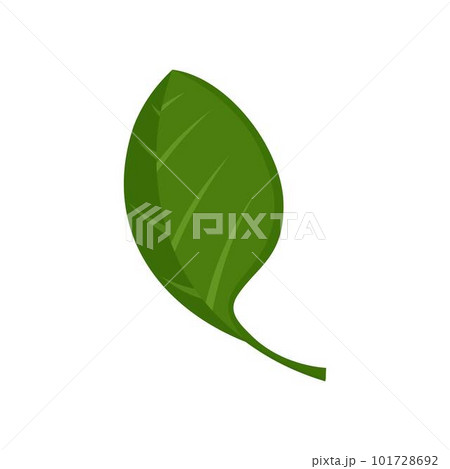 Spinach leaf icon. Flat illustration of spinach leaf vector icon for web isolated on white 101728692