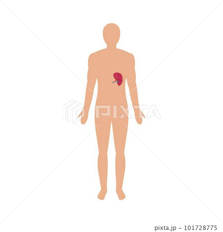 Front view of human spleen icon. Flat illustration of front view of human spleen vector icon for web isolated on white Front view of human spleen icon. Flat illustration of front view of human spleen vector icon for web isolated on white 101728775