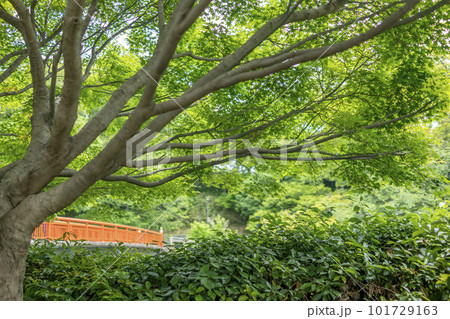 新緑の季節を迎えた竜田川公園 101729163