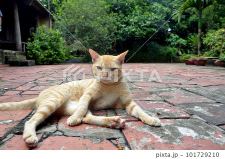 ベトナム・ハノイ市近郊のドゥンラム村 101729210