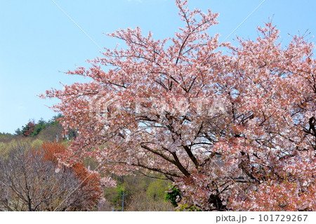 春の信州　　　花と植物が織りなす色紙　 101729267