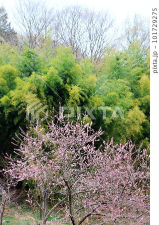春の信州　　　花と植物が織りなす色紙　 101729275