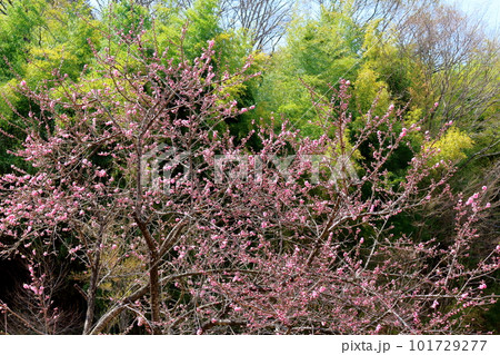 春の信州　　　花と植物が織りなす色紙　 101729277