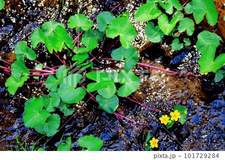 春の信州　　　花と植物が織りなす色紙　 101729284