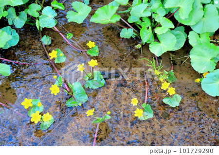 春の信州　　　花と植物が織りなす色紙　 101729290