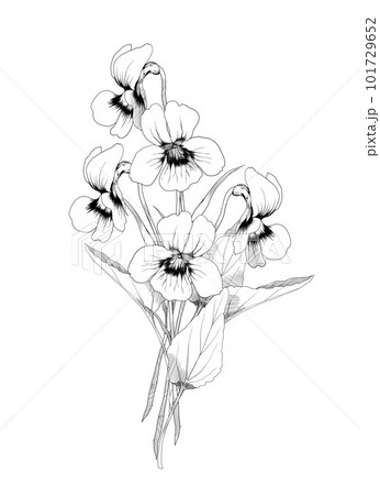 スミレの手描き線画イラスト 白黒のイラスト素材 [101729652] - PIXTA