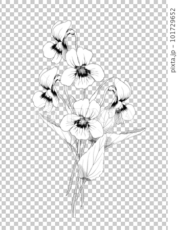 紫羅蘭黑色和白色的手繪線圖插圖 101729652
