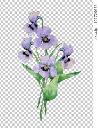スミレの手描き水彩イラスト スミレの手描き水彩イラスト 101729653