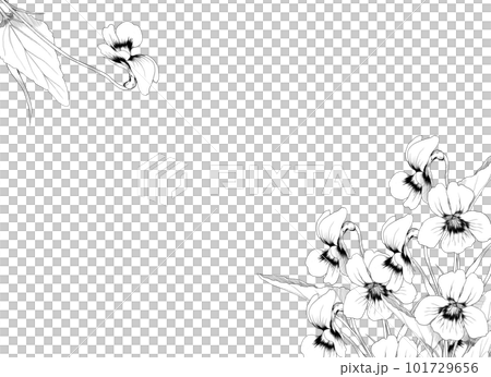 紫羅蘭花的黑白線描插圖框架 101729656