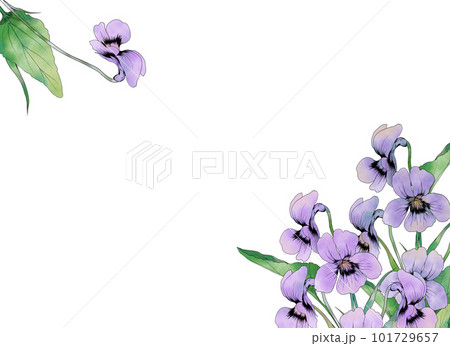 水彩で描いたスミレの花のフレーム素材 101729657