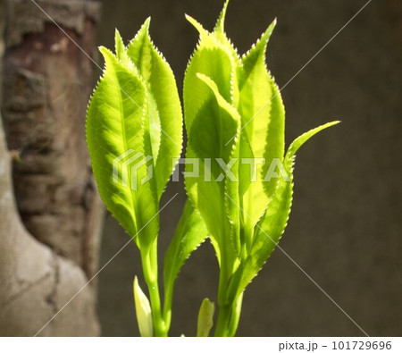 芽吹いて間もない、小さな若葉たち 芽吹いて間もない、小さな若葉たち 101729696