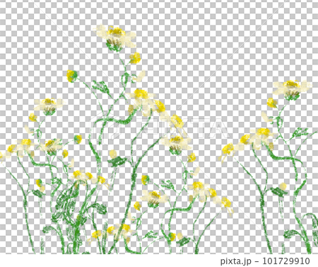 Illustration of white wildflowers 101729910