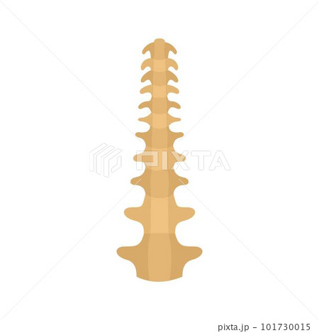 Human spine icon. Flat illustration of human spine vector icon for web isolated on white 101730015