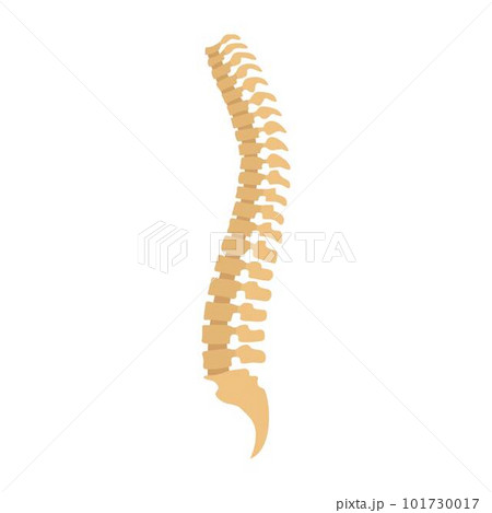 Spine icon. Flat illustration of spine vector icon for web isolated on white 101730017