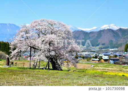 黒部のエドヒガン桜／妙高山方面を望む(長野県高山村)【2023.4】 101730098