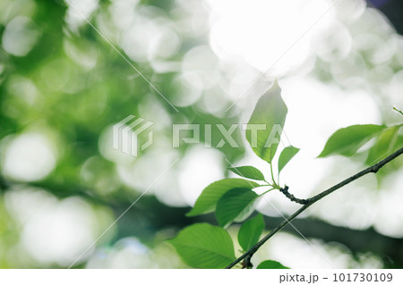 新緑 イメージ エコロジー 新緑 イメージ エコロジー 101730109