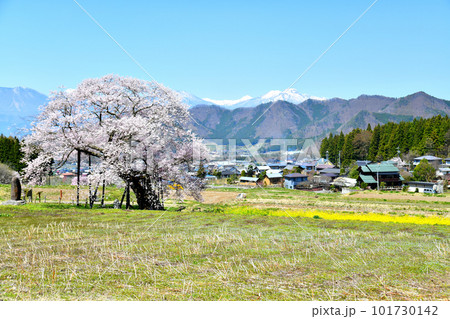 黒部のエドヒガン桜/妙高山方面を望む(長野県高山村)【2023.4】 黒部のエドヒガン桜/妙高山方面を望む(長野県高山村)【2023.4】 101730142