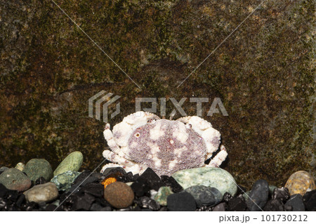 オウギガニ　ウモレオウギガニ　カニ　甲殻類　岩の下に隠れるカニ 101730212