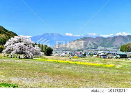 黒部のエドヒガン桜／黒姫山、雁田山、妙高山方面を望む(長野県高山村)【2023.4】 101730214