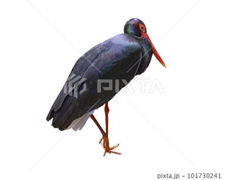 black stork (ciconia nigra) isolated on white background black stork (ciconia nigra) isolated on white background 101730241