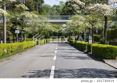 多摩センター 市道6-4幹線(鶴牧西公園前)のハナミズキ 多摩センター 市道6-4幹線(鶴牧西公園前)のハナミズキ 101730414