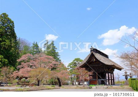 桜の津金寺　　　信州の神社仏閣　　　麗しき神社仏閣　　いにしえの神社仏閣 101730611