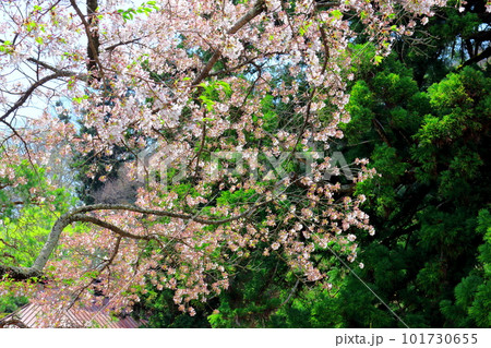 桜の津金寺 信州の神社仏閣 麗しき神社仏閣 いにしえの神社仏閣 桜の津金寺 信州の神社仏閣 麗しき神社仏閣 いにしえの神社仏閣 101730655