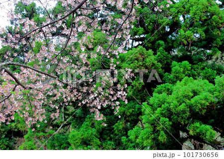 桜の津金寺　　　信州の神社仏閣　　　麗しき神社仏閣　　いにしえの神社仏閣 101730656